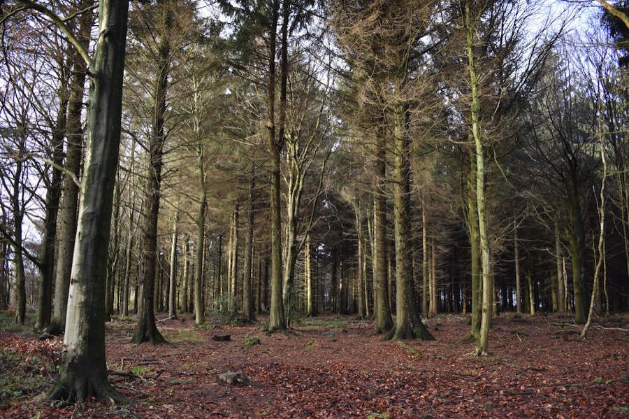 Whitesprings Plantation